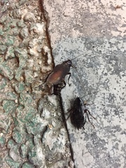 Periplaneta japonica
