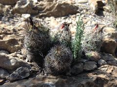 Coryphantha neglecta