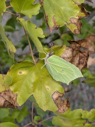 Common Brimstone