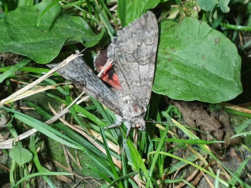 Red Underwing