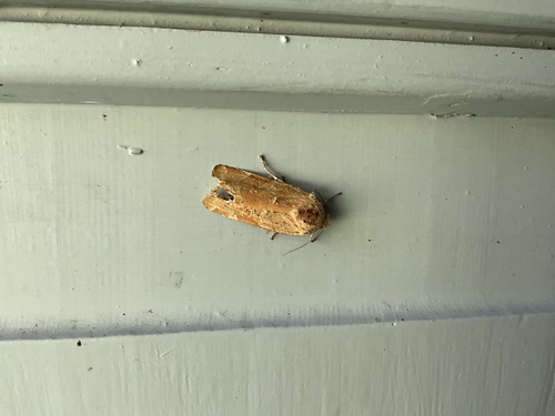 Broad-bordered Yellow Underwing
