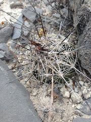 Coryphantha ramillosa