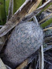 Echinomastus mariposensis