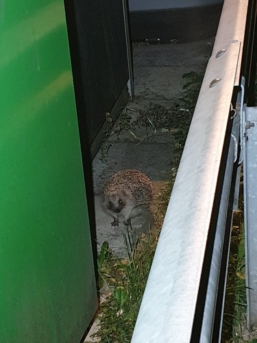 Common Hedgehog