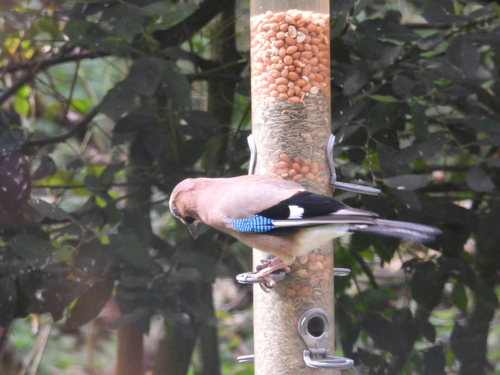 Eurasian Jay