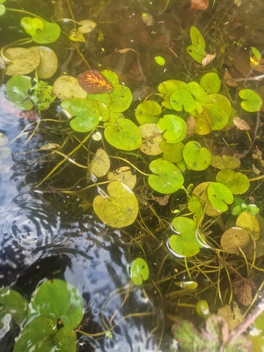 European Frog-bit