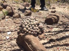 Epithelantha greggii