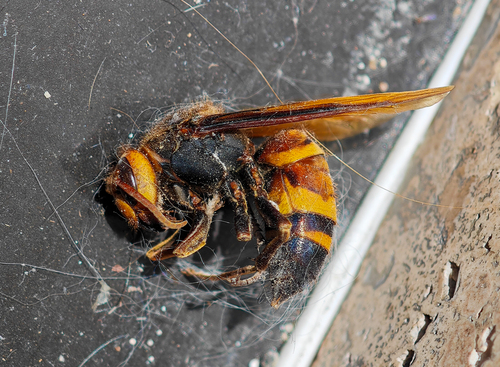 Black-tailed Hornet