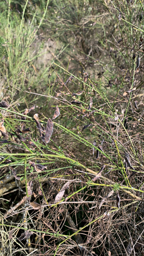 Scotch Broom