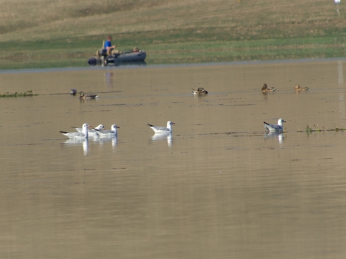 Black-headed Gull