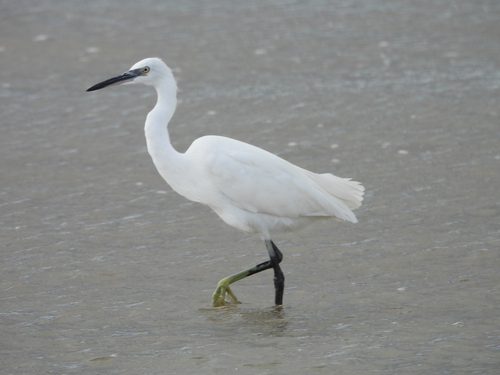 Little Egret
