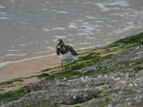 Ruddy Turnstone