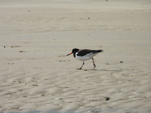 Eurasian Oystercatcher