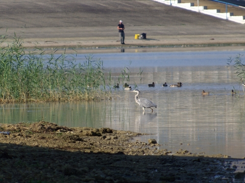 Grey Heron