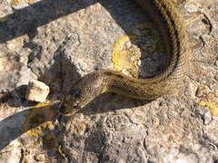 Macroprotodon mauritanicus