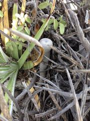 Epithelantha ilariae