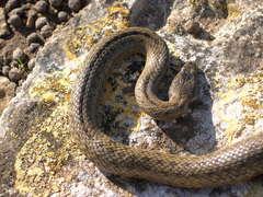 Macroprotodon mauritanicus