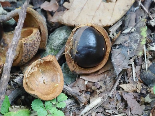 Aesculus turbinata, photograph 1