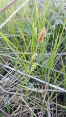 Carex granularis