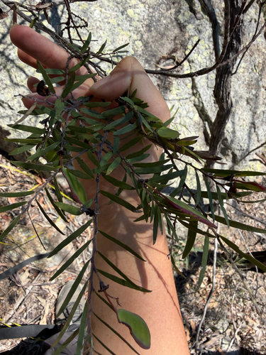 Bossiaea rupicola observed 2026-09-20