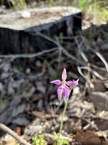 pink fairy orchid
