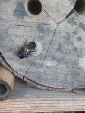 Sculptured Resin Bee