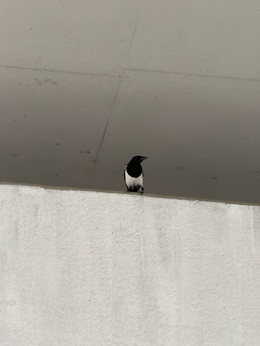 Eurasian Magpie