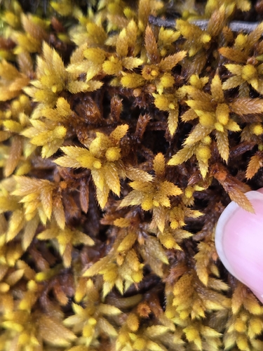 Rhacocarpus purpurascens observed 2026-09-20