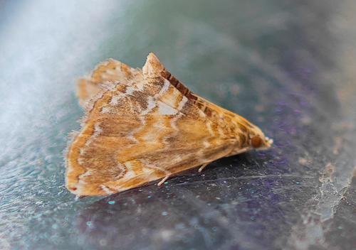 Elophila turbata