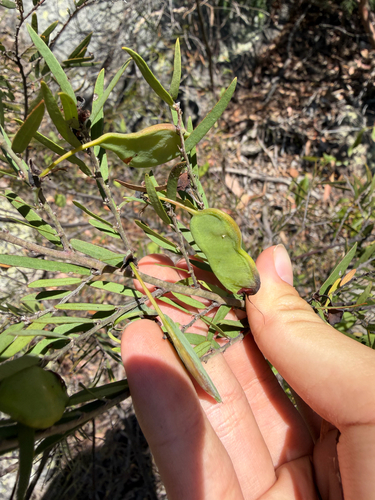 Bossiaea rupicola observed 2026-09-20