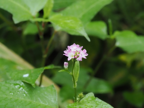 Persicaria thunbergii, photograph 1