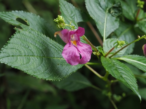 Impatiens textorii, photograph 2