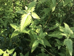 Urtica ferox, photograph (c) Stephen Hartley, some rights reserved (CC BY)