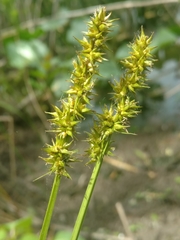 Carex laevivaginata