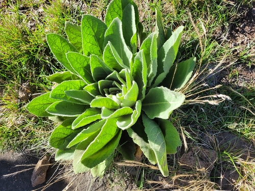 Verbascum thapsus observed 2026-09-19