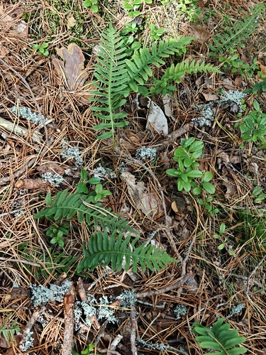 common polypody