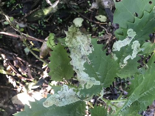 Urtica ferox, photograph 3