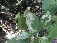 Urtica ferox, photograph (c) Stephen Hartley, some rights reserved (CC BY)