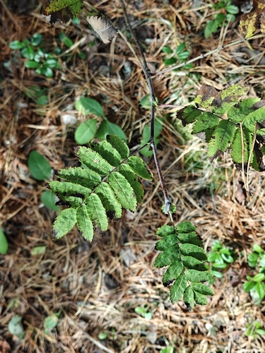 European mountain ash