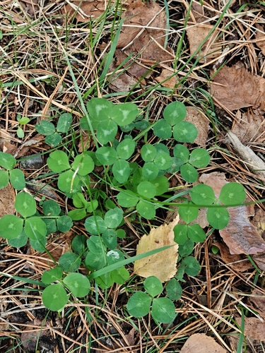 white clover