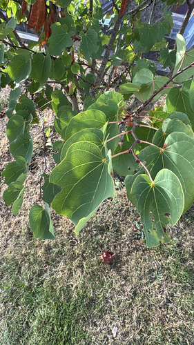 Judas-tree