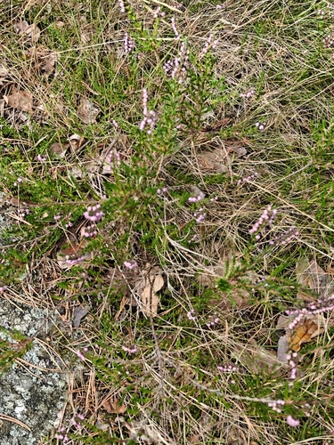 common heather