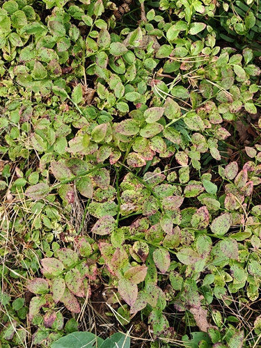 common bilberry