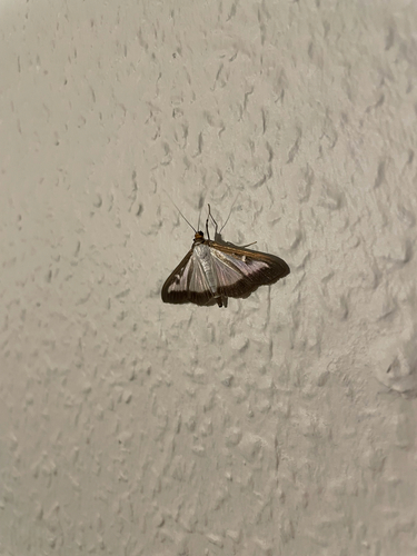 Box Tree Moth