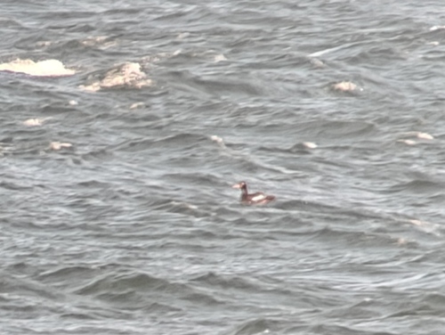 Velvet Scoter