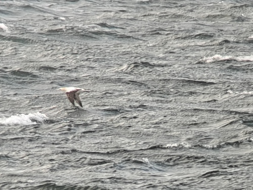 Northern Gannet
