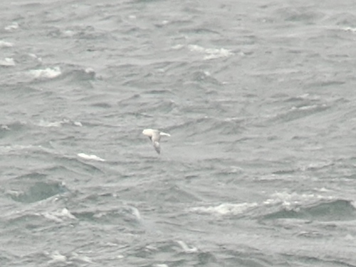 Northern Fulmar