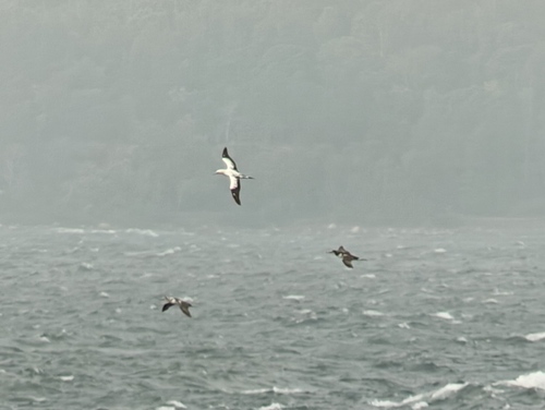 Northern Gannet