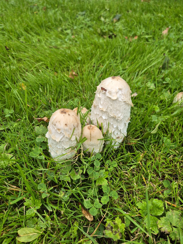 Shaggy Mane