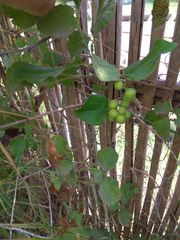 Smilax excelsa